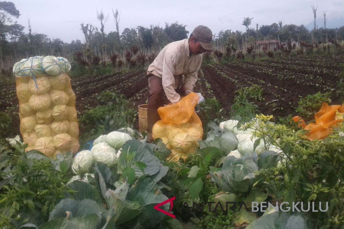 Petani kol bulat Rejang Lebong keluhkan serangan hama penyakit