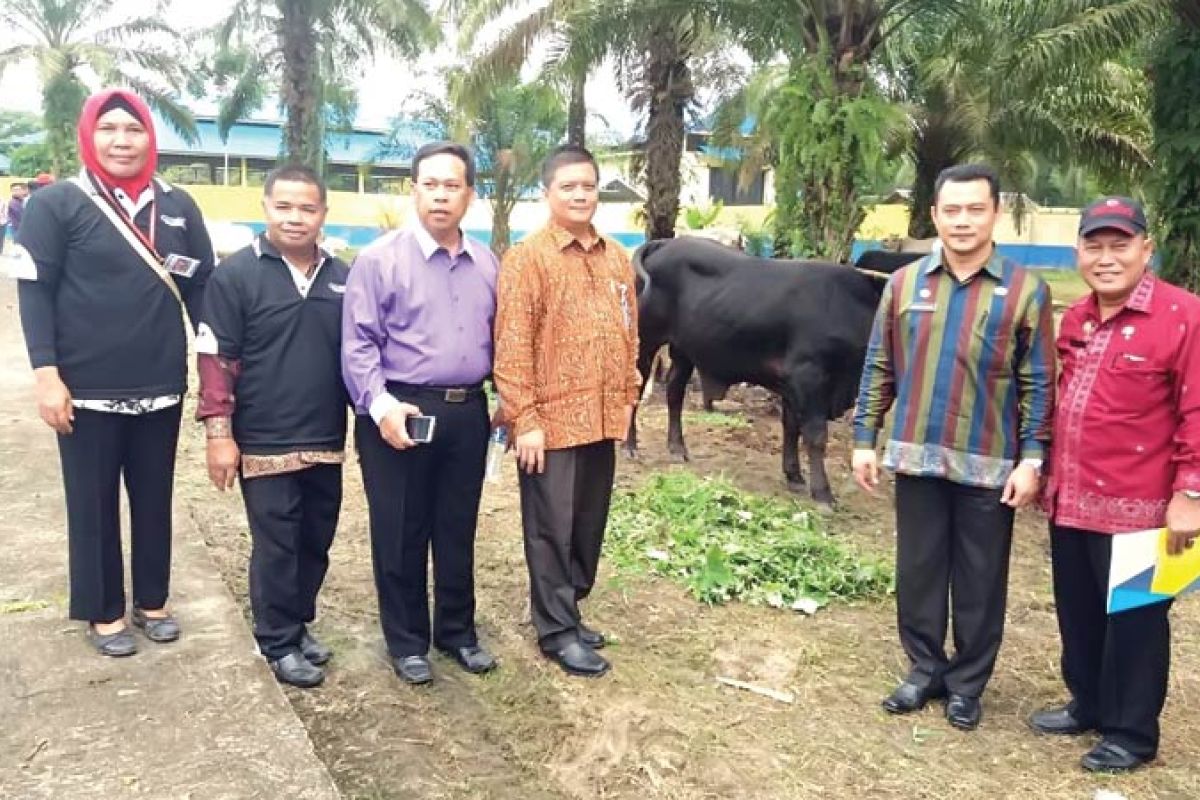 Puluhan Sapi di Batubara Ikuti Kontes Gagah