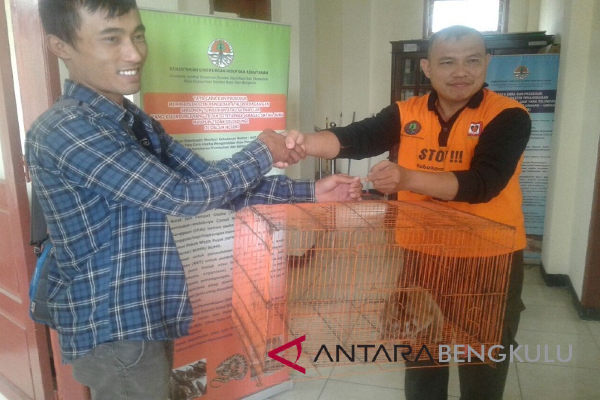 Warga serahkan seekor Kukang Sumatera ke petugas BKSDA Rejang Lebong