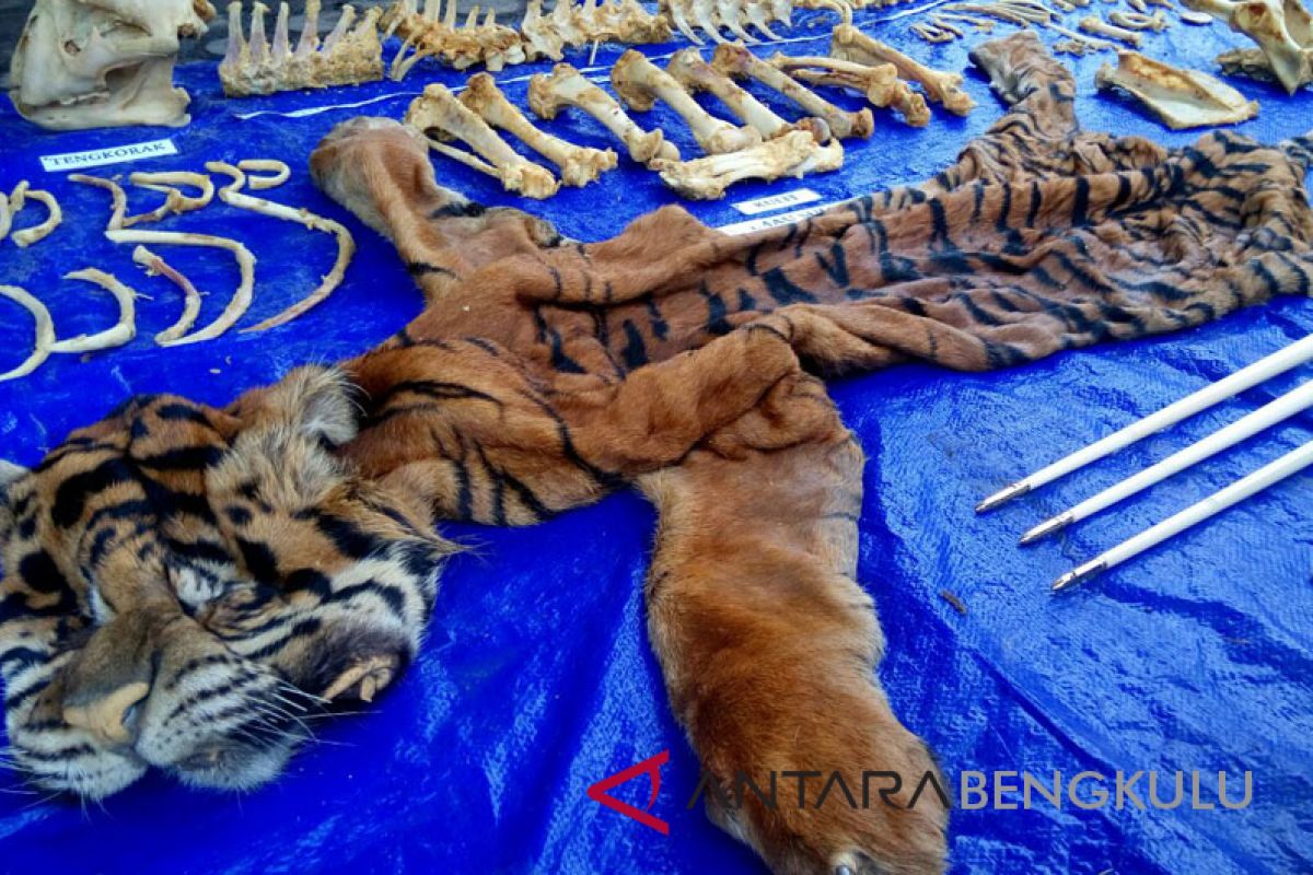 BKSDA Bengkulu musnahkan kulit Harimau Sumatera (video)