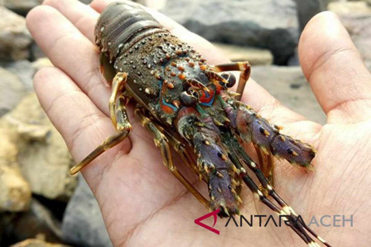 KKP menyita ratusan lobster bertelur