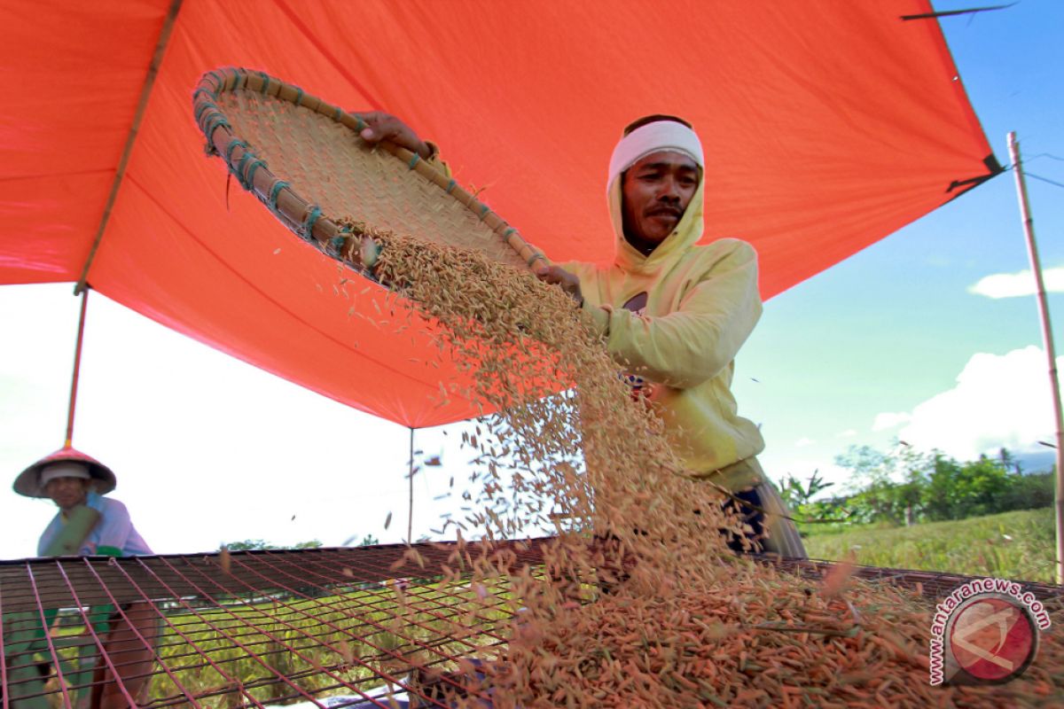 Kementan targetkan serapan gabah 10,852 ton