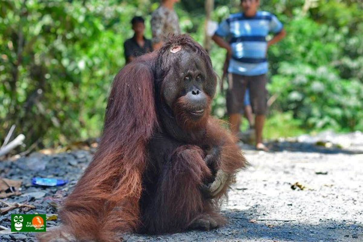 Pembukaan Lahan Sawit Ancam Populasi Orangutan Kalimantan