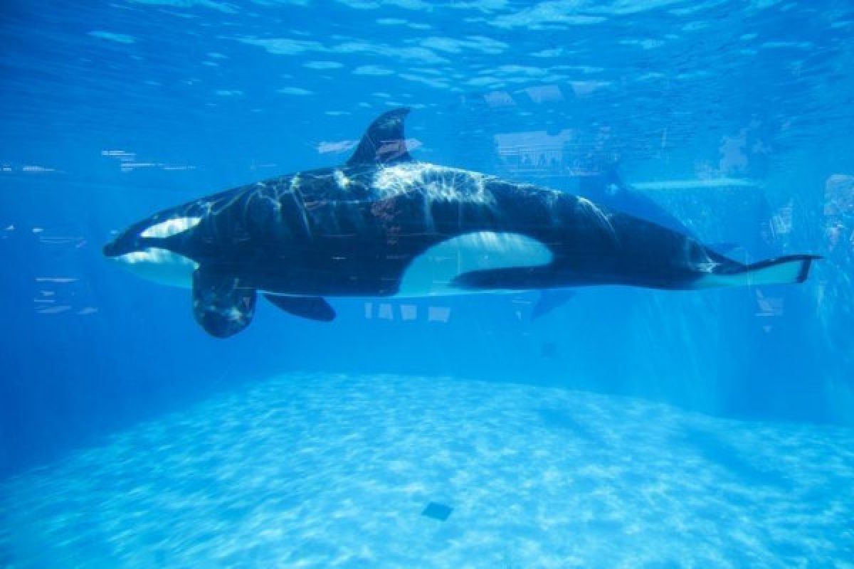 Ajaib, Wikie "si ikan paus" tiru omongan manusia, "hello" kata pertamanya