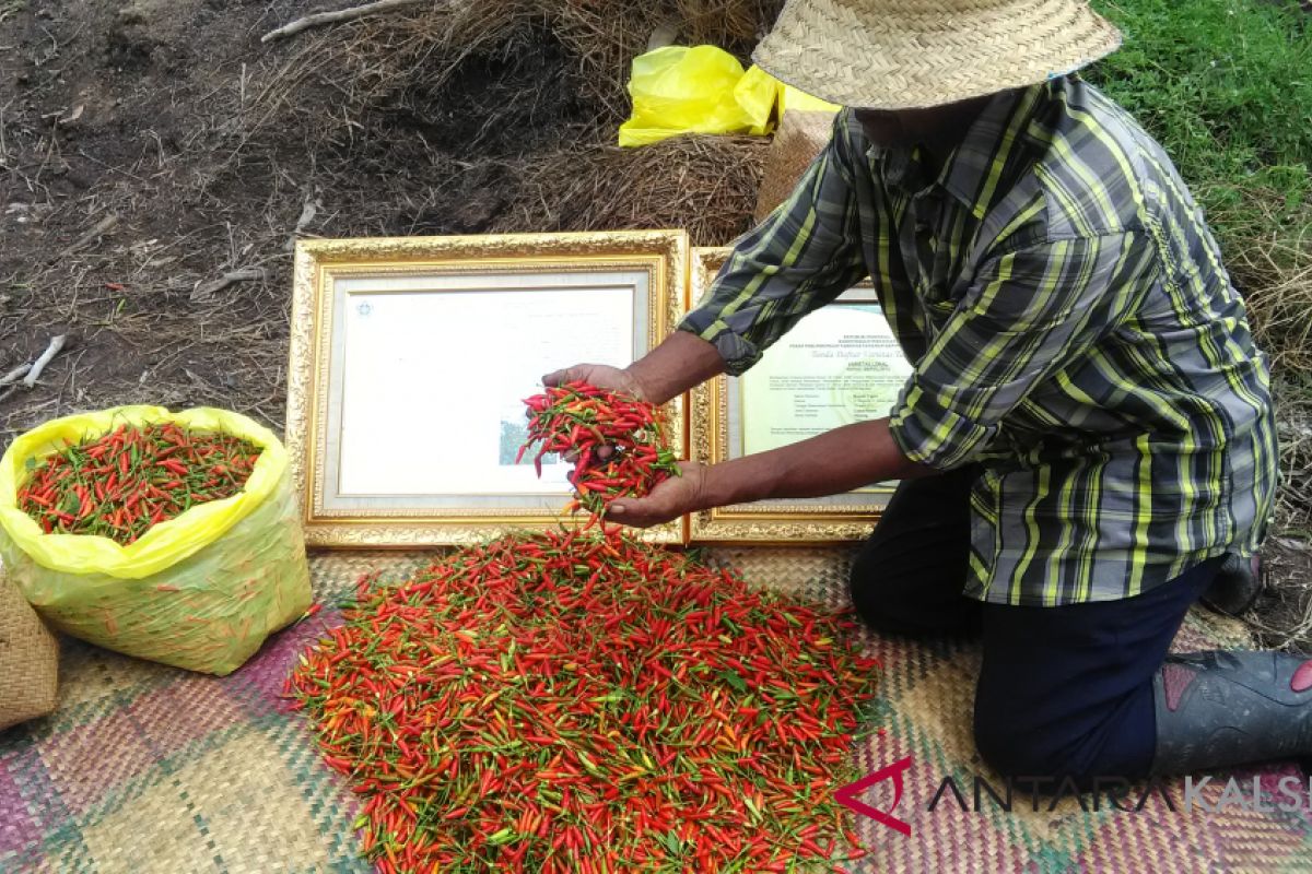 2017 Production of Hiyung Chili Reached 383 Ton