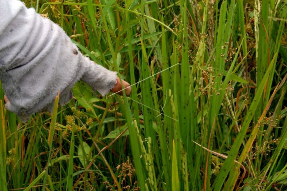 200 hektare padi diserang wereng