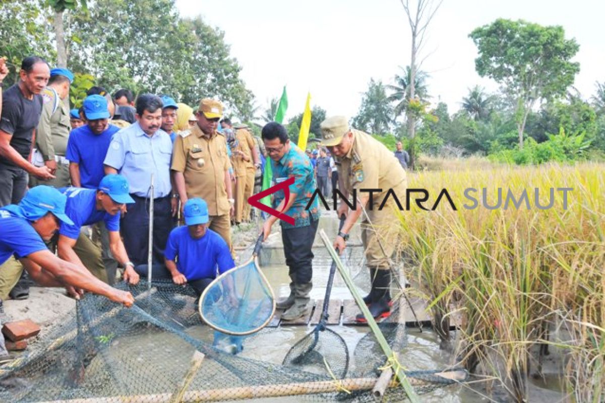 Panen perdana mina padi