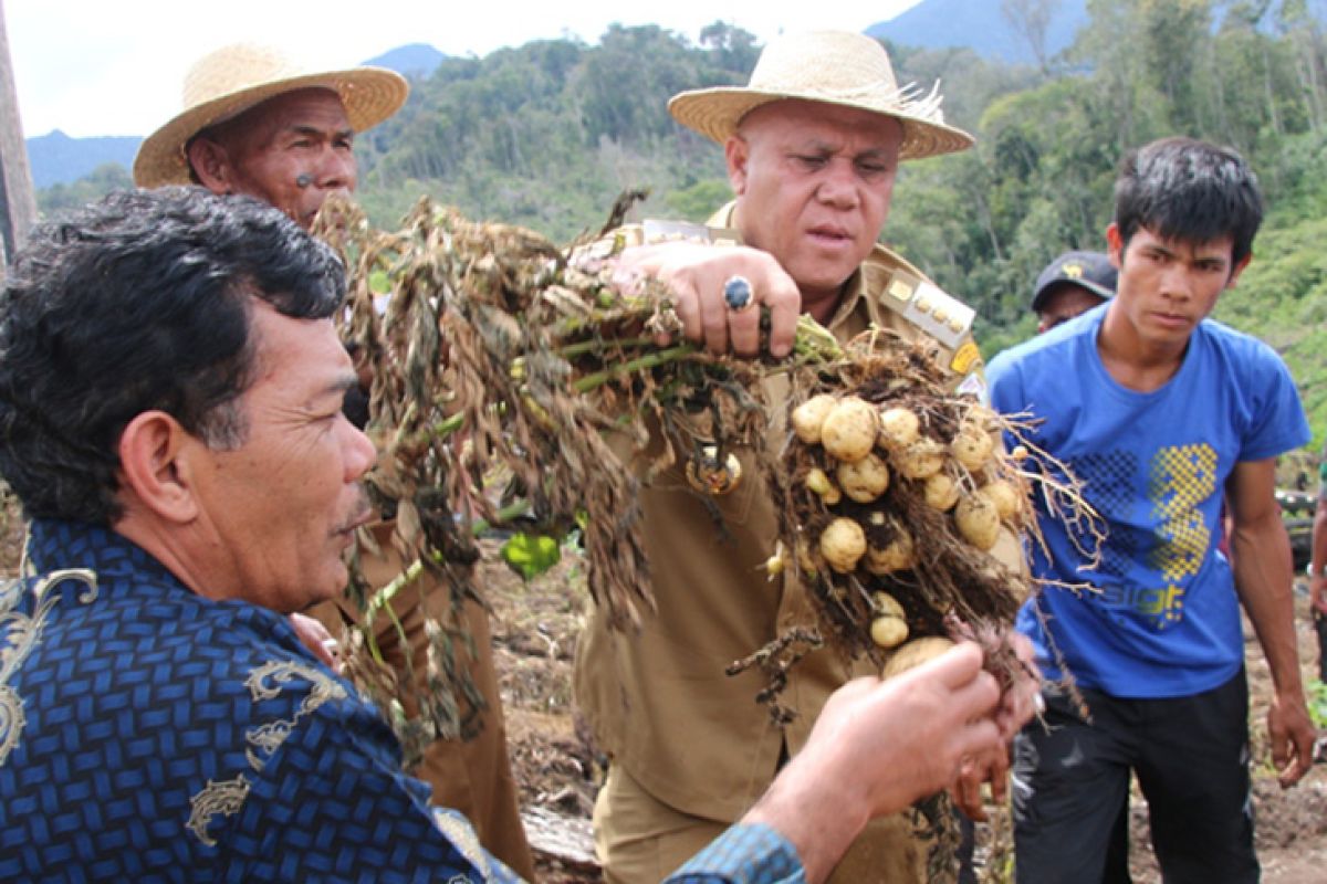 Bupati: Kecamatan Bintang cocok ditanami kentang