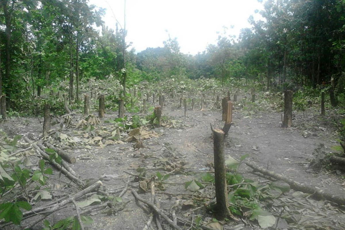 Pelaku Penebangan Kayu Jati Bojonegoro Diperkirakan Tidak Suka Petugas