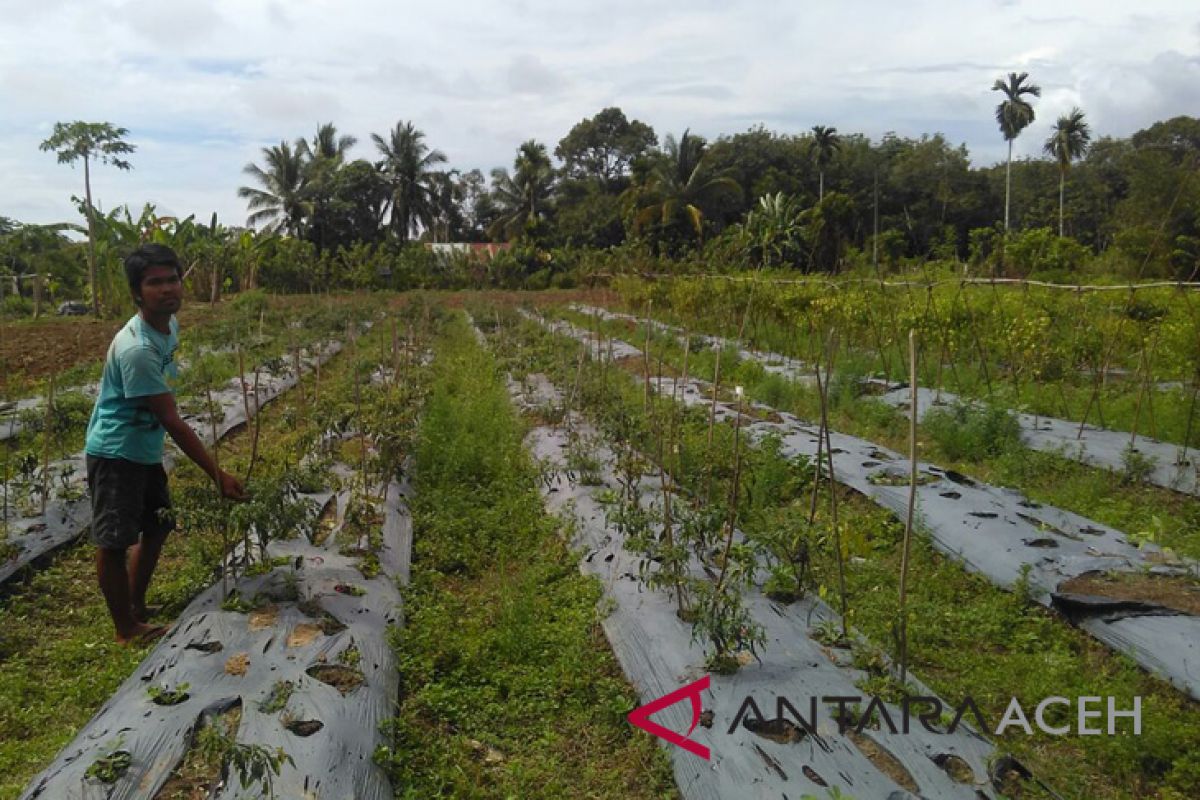 Tanaman cabai petani Aceh Barat membusuk