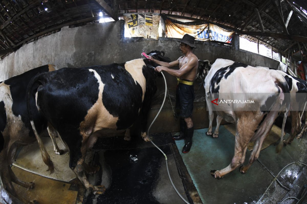 Bahan Produk Susu Kental Manis Diambil Dari Peternak Sapi Lokal