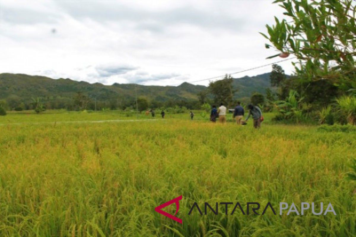 Puluhan hektare sawah di Jayawijaya terancam gagal panen