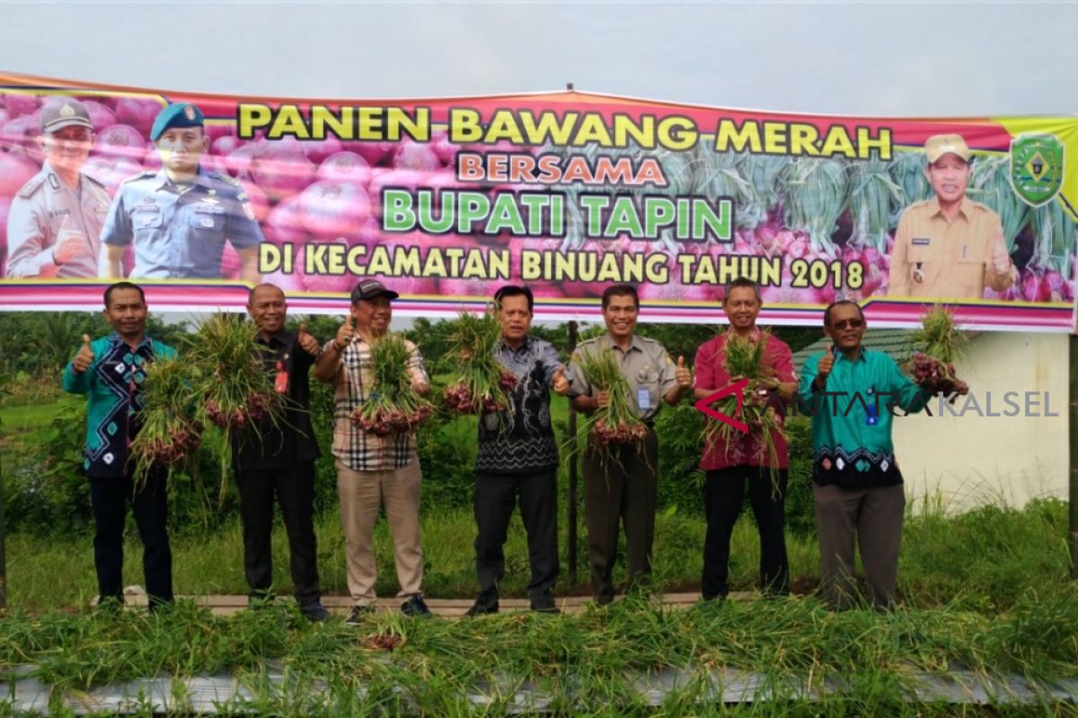 Tapin Panen 644 ton Bawang Merah