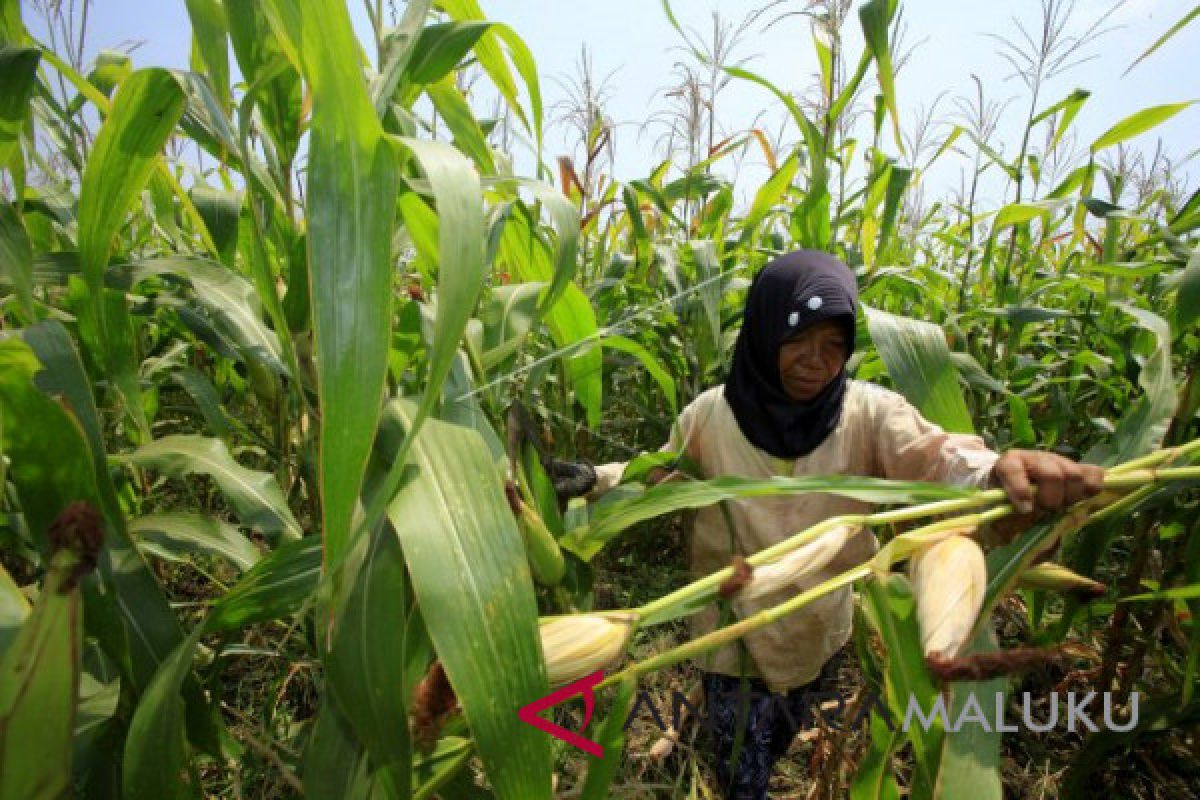 Halmahera Utara sentra produksi jagung