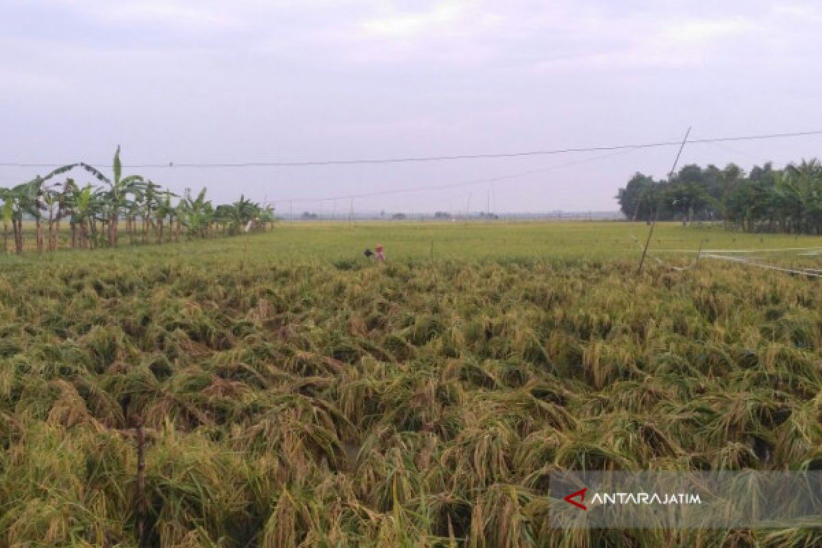 Padi Rawan Banjir Bojonegoro Masuk Asuransi