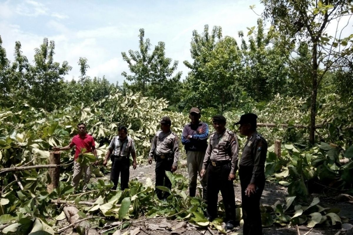 Ratusan Pohon Jati di Bojonegoro Ditebang Penebang Liar