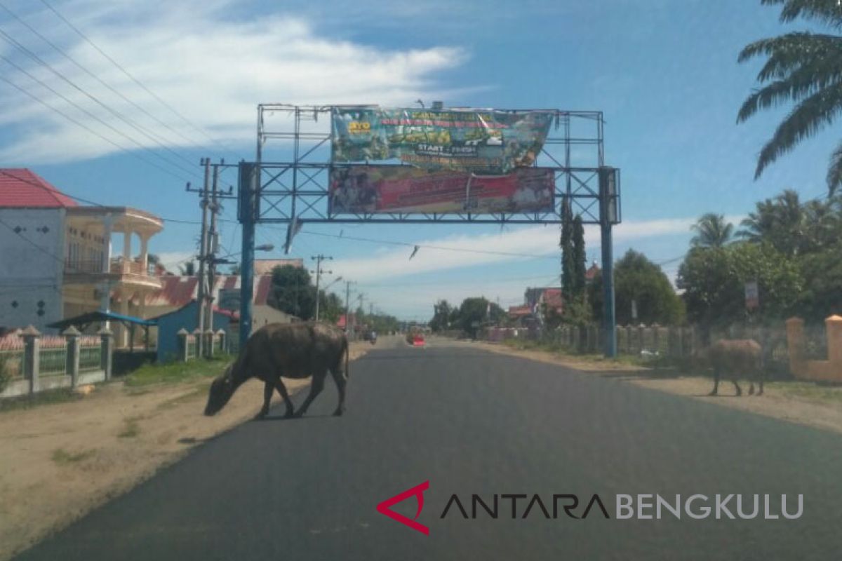 Satpol PP Mukomuko tangkap belasan ternak berkeliaran