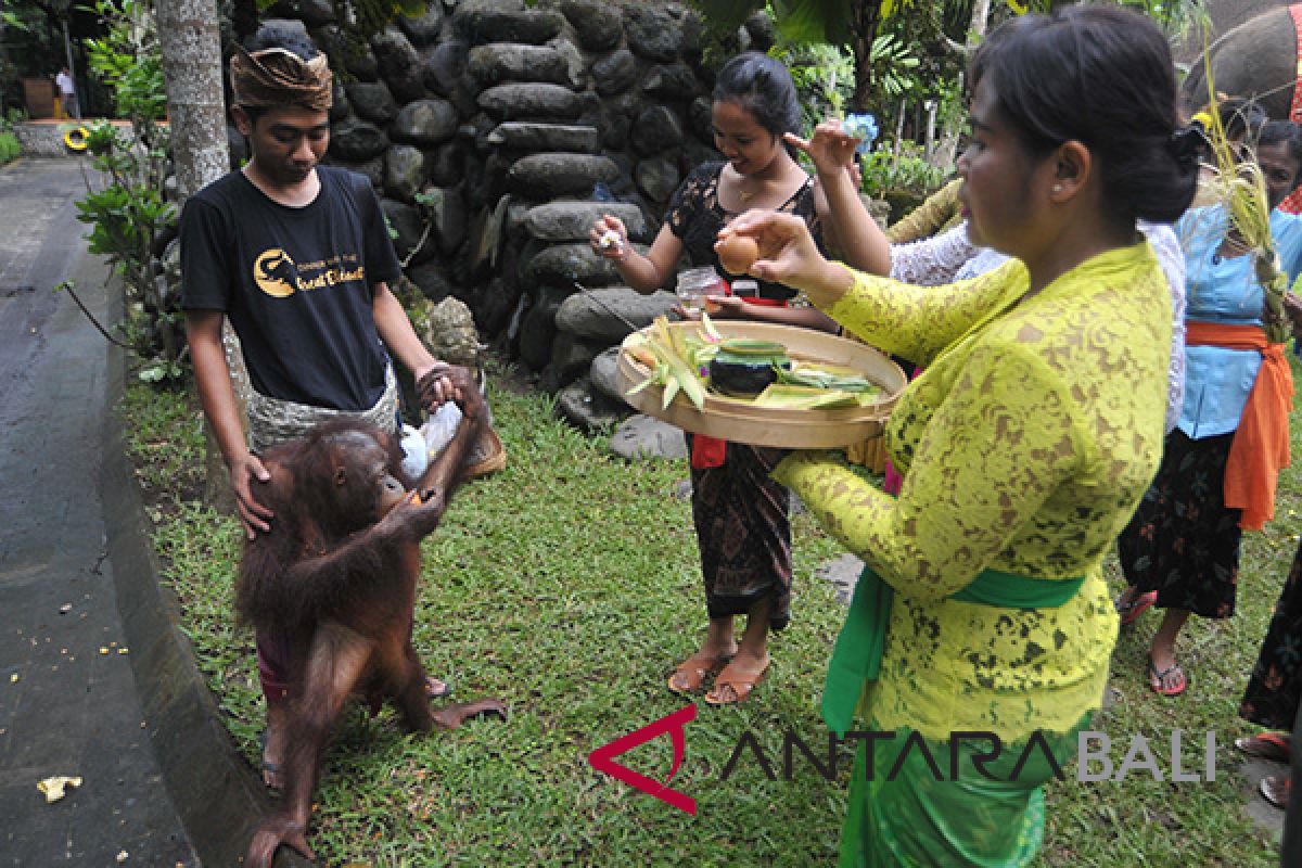 Ritual suci khusus hewan di Bali (video)