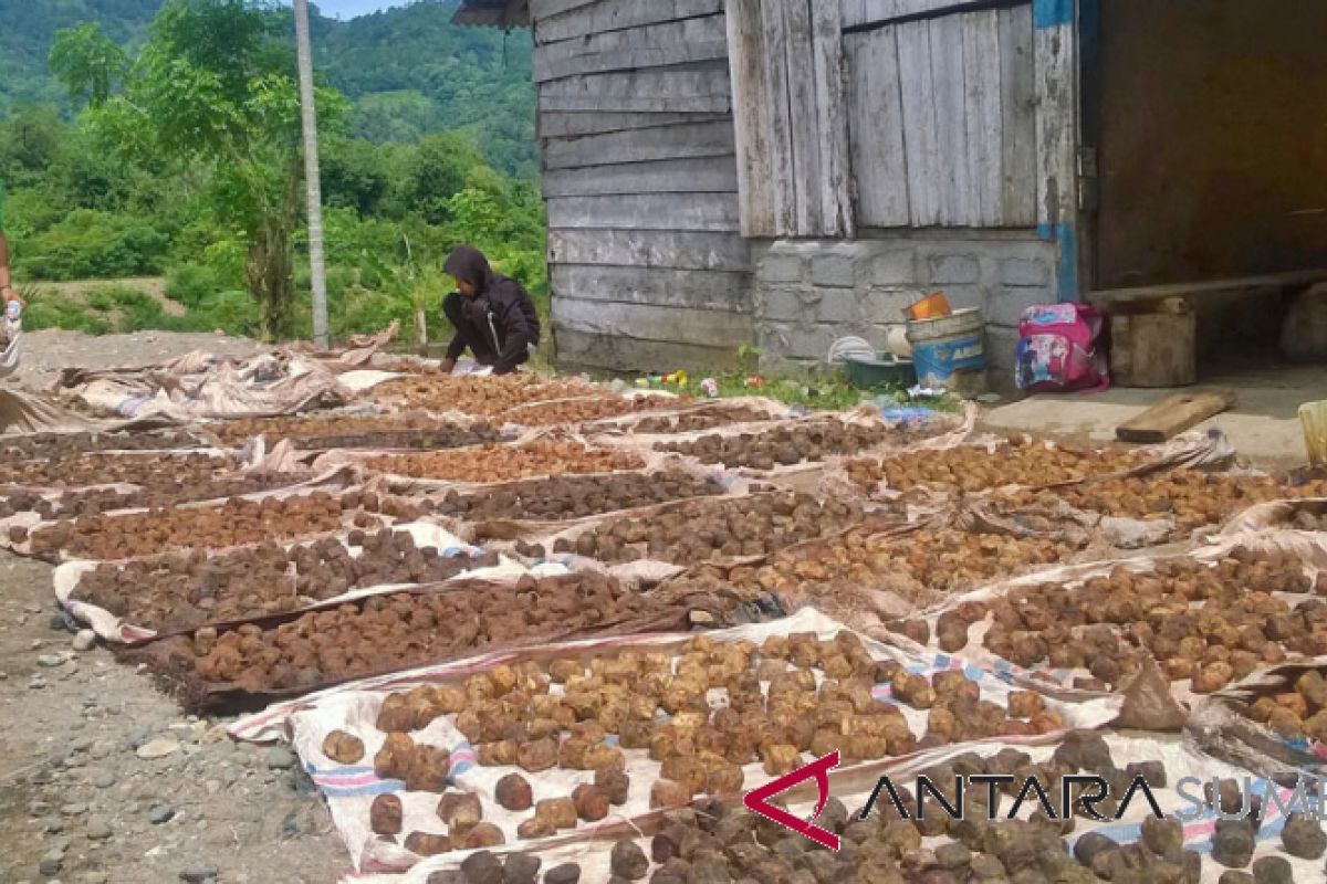 Gambier Price in S Pesisir Reached Rp35,000 Per Kilogram