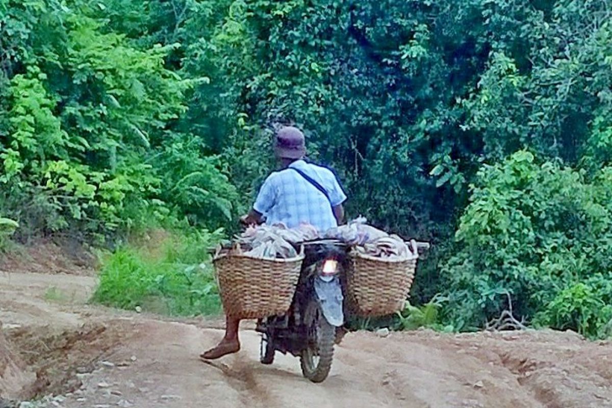 Pengojek komoditi gambir di Pesisir Selatan terima upah hingga Rp800 ribu per hari