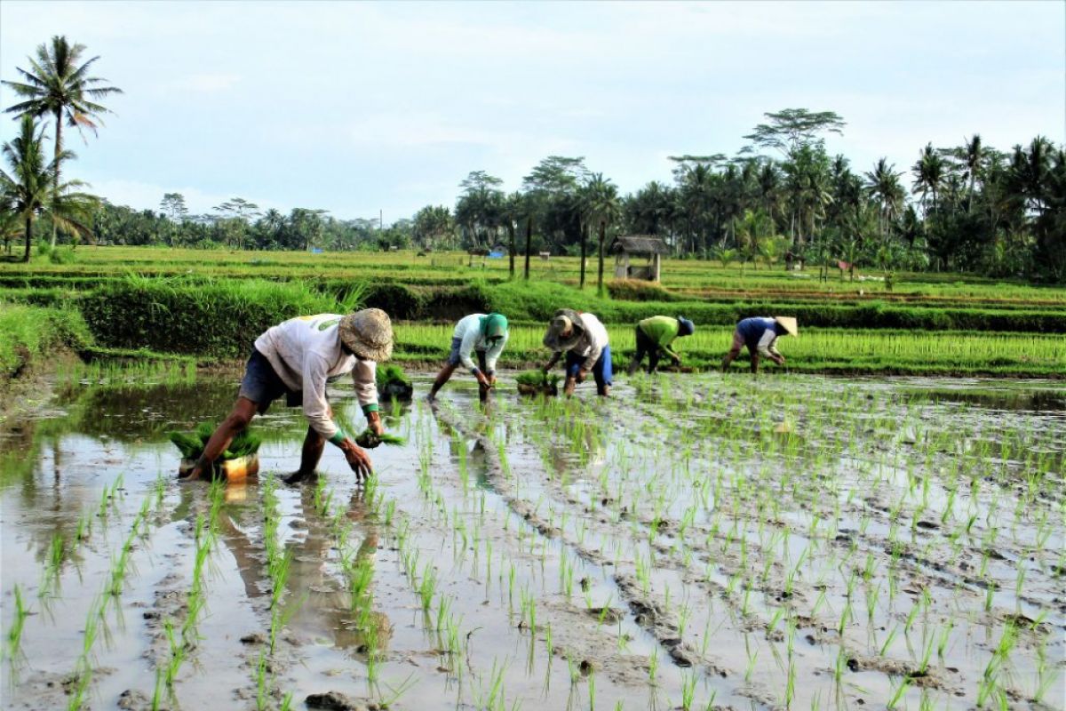 Baru 11 persen sawah terima air dari bendungan