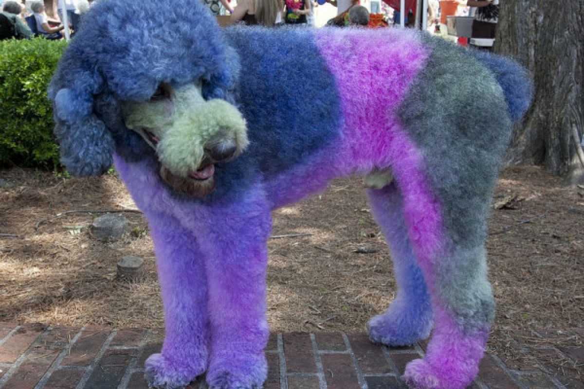 Ini bahayanya jika warnai bulu anjing