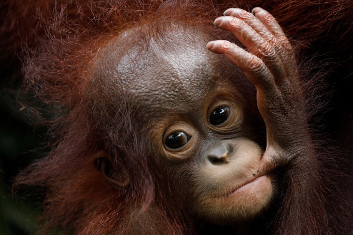 BKSDA siap identifikasi keberadaan orangutan di Wajok Hilir