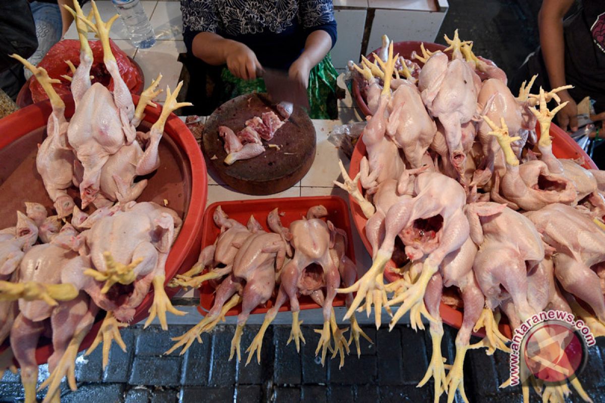 Kementan: ketersediaan telur dan daging ayam jelang bulan puasa, Idul Fitri cukup