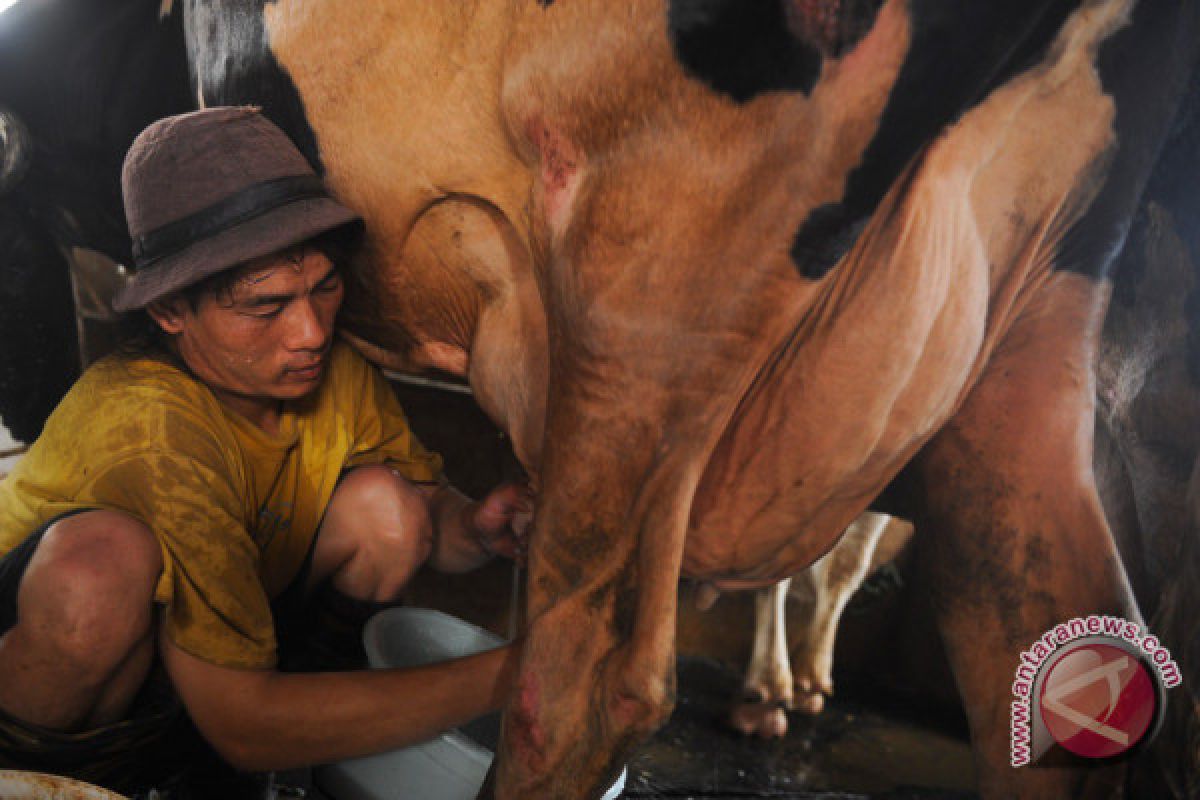 SVC Buleleng kampanyekan perlindungan sapi untuk kehidupan