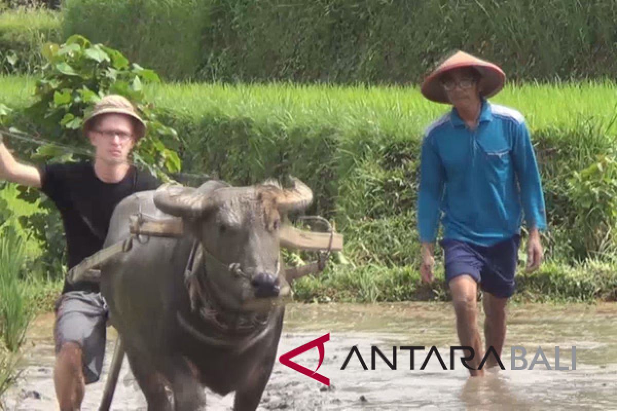 Bajak sawah jadi atraksi baru di Subak Jatiluwih-Tabanan (video)