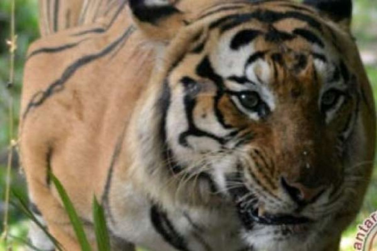 BBKSDA Riau Akui Keberadaan Harimau Pemangsa Warga Terdeteksi Sejak 2016