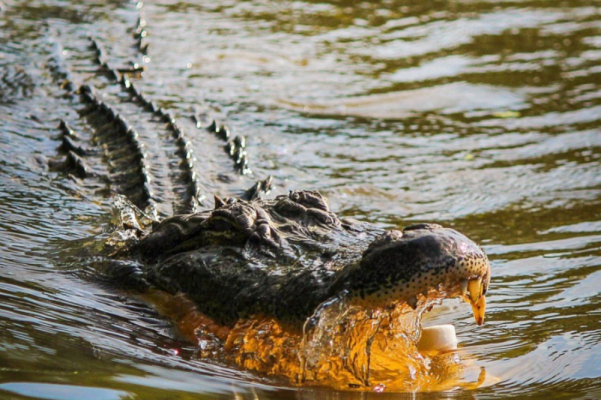 Warga sekitar Sungai Singkawang diimbau waspada buaya