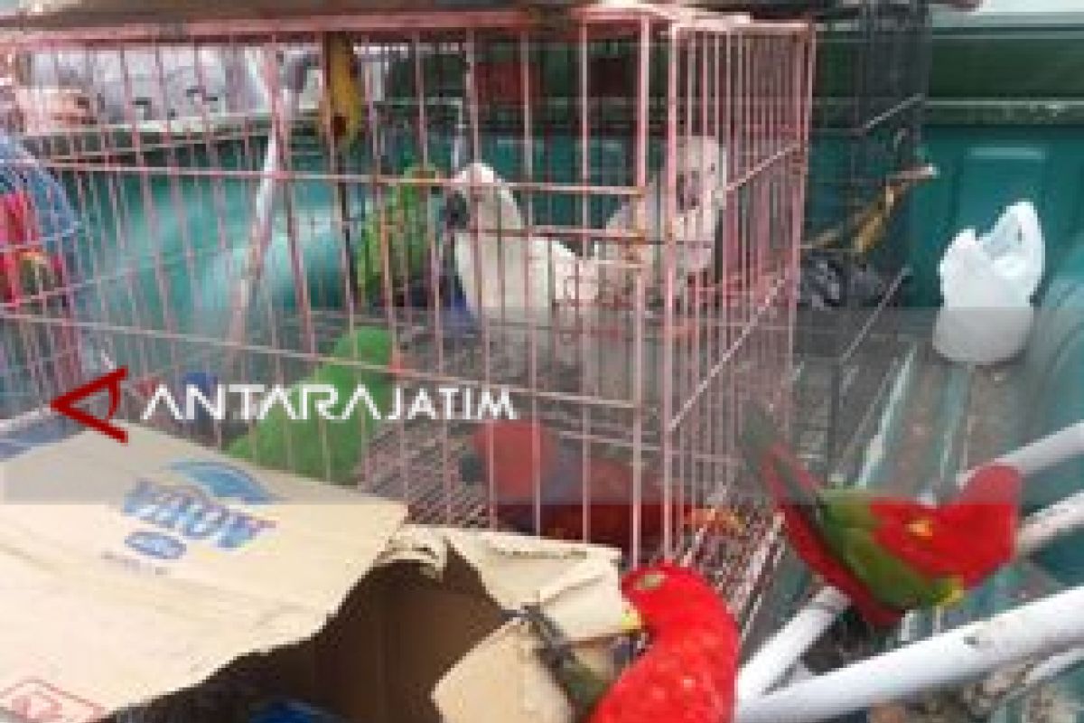 ProFauna-KSDA Amankan Belasan Burung Nuri dan Kakatua