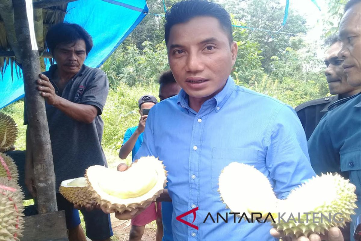 Durian Khas Kotim Diklaim Pedagang Daerah Lain