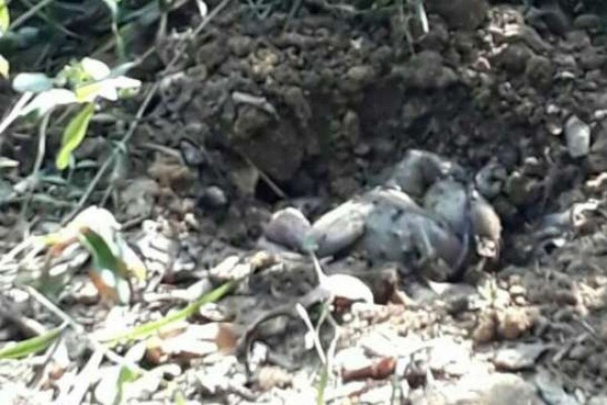Geger, Ditemukan Mayat Bayi Perempuan Terkubur di Sungai Mandau Siak