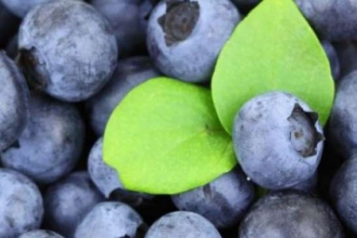 Hasil Penelitian Ungkap Manfaat Blueberry Melawan Sel Kanker