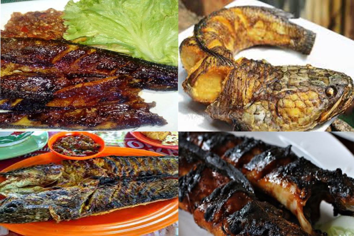 Totok Tewel Suka Makan Ikan Gabus