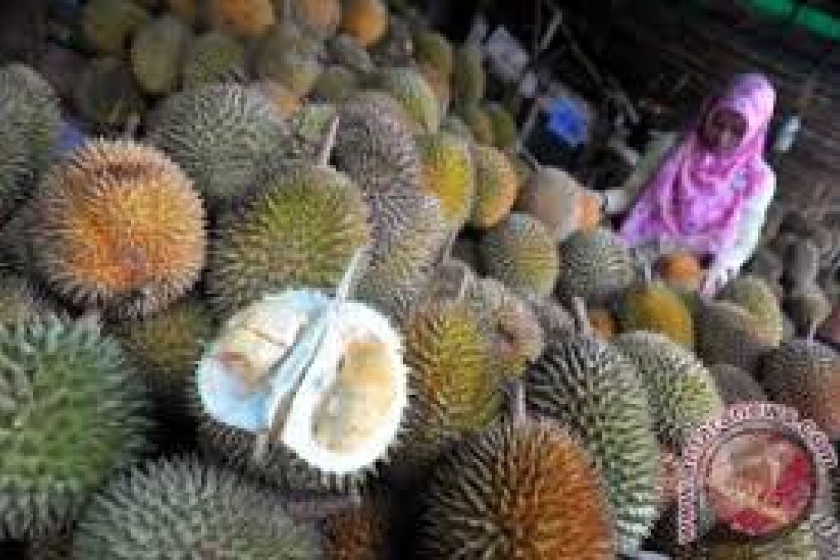 Durian lokal masih dominasi