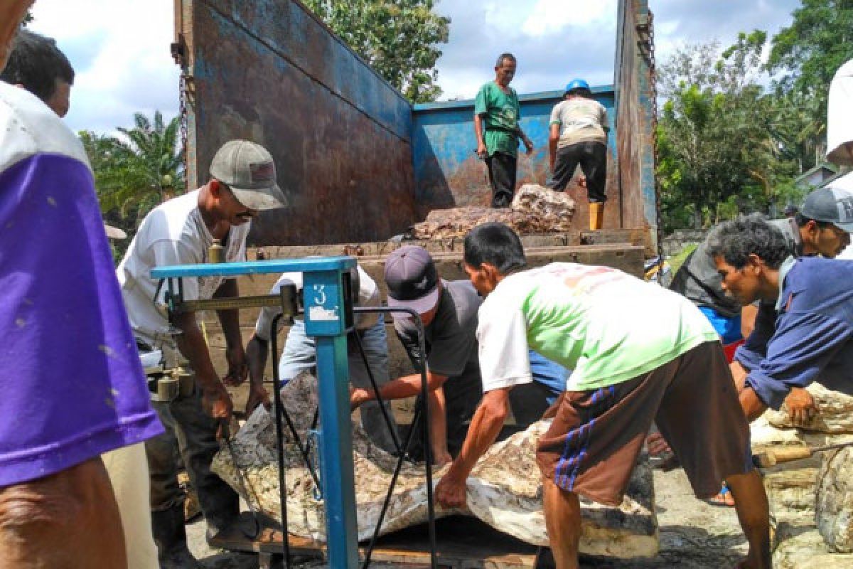 Dinas Koperasi Jambi bentuk koperasi petani karet