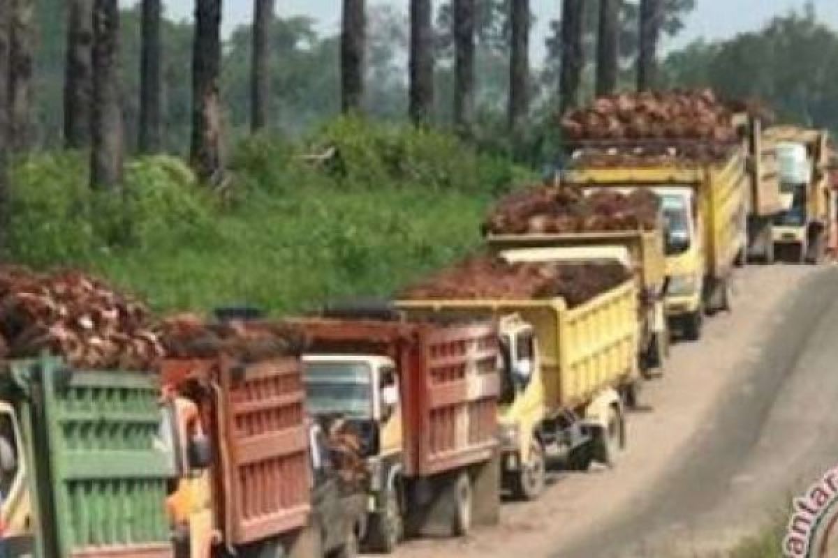Kendaraan Plat Non BM Beroperasi di Riau Agar Ditertibkan, Alasannya?