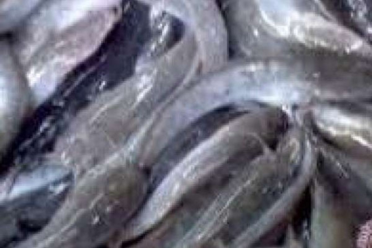 Kisah Sukses Bos Ikan dari Bangkinang, Omzet Rp30 Juta Sebulan