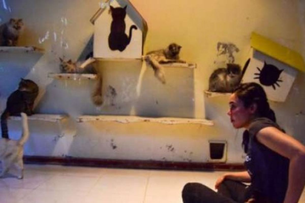 Kisah Violetta's Rescue di Pekanbaru, Penampung 149 Ekor Kucing Liar 