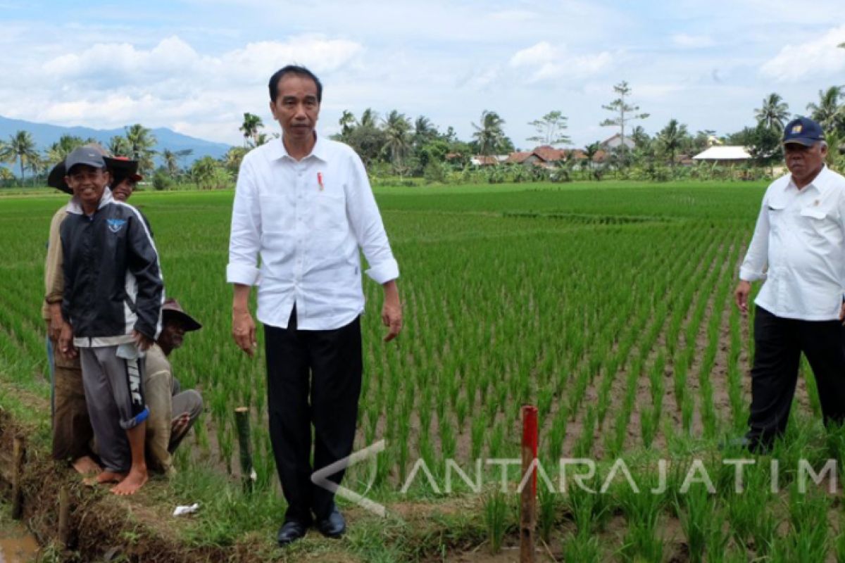 Presiden Jokowi minta Kementerian Pertanian cari solusi  untuk pangan  impor