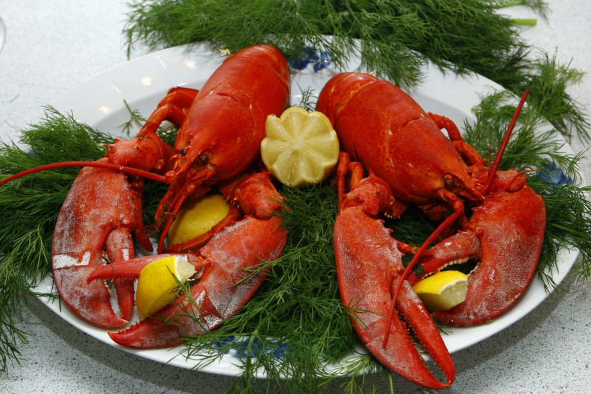 Pemerintah Swiss keluarkan aturan memasak lobster