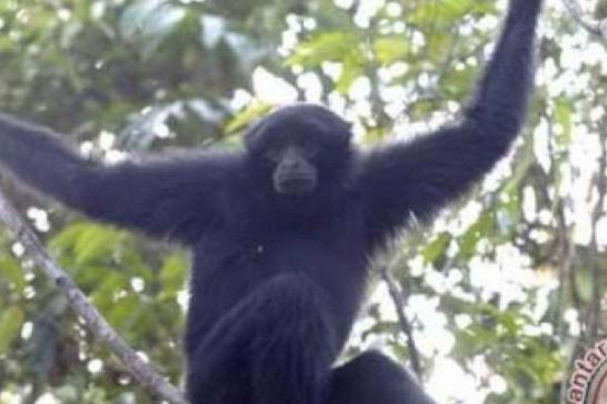 Mulai Meresahkan, Warga Pekanbaru ini Serahkan Siamang Peliharaannya ke BBKSDA