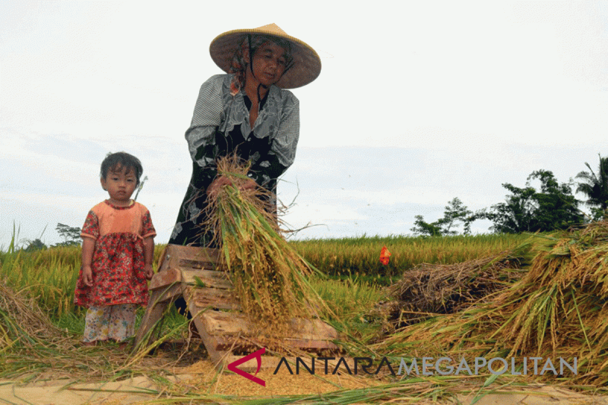 Ini luas areal sawah yang akan panen di puncak panen raya Karawang