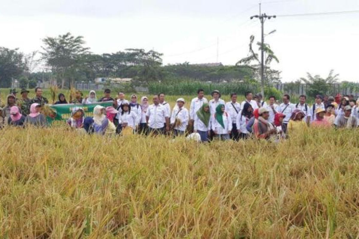 Petani Langkat panen padi 