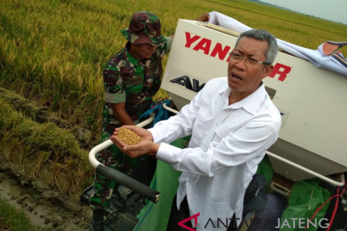 Pola tanam padi Grobogan bisa ditiru daerah lain