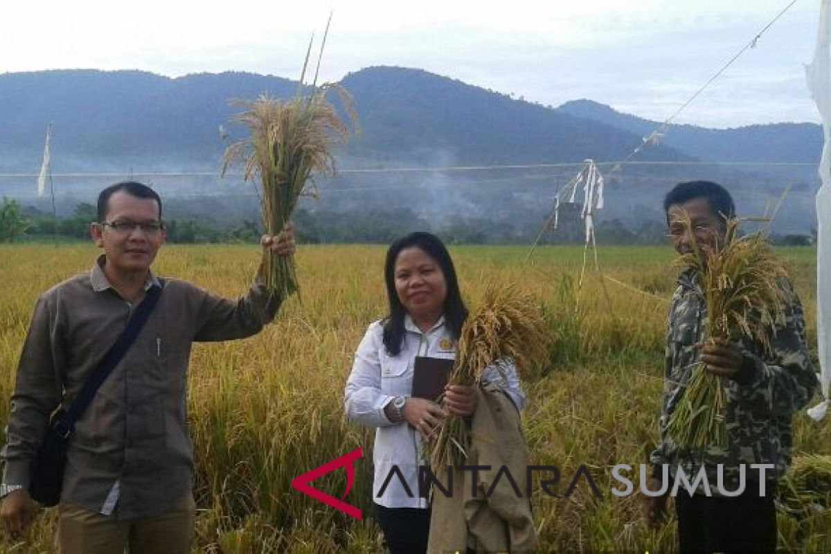 Panen padi ladang di Kabupaten Karo