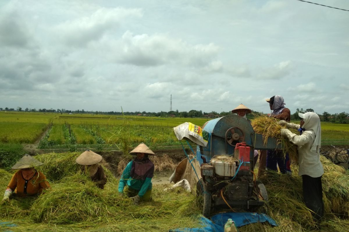 Petani Kudus tolak kebijakan impor beras